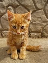photograph of yellow kitten